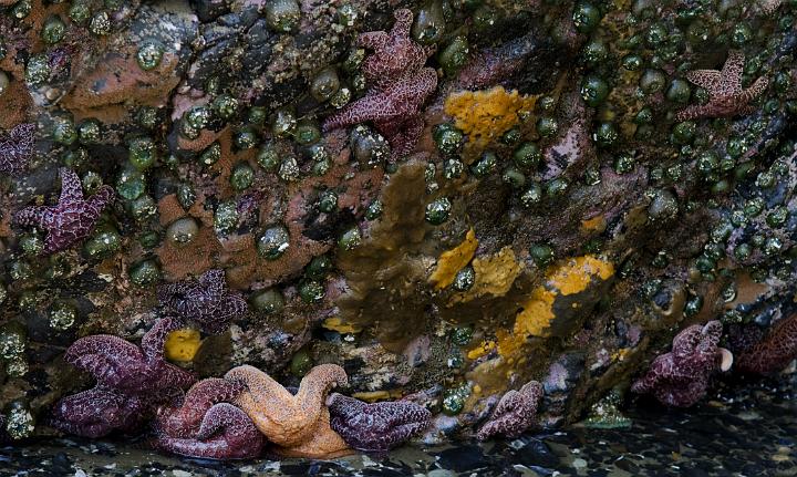 Tide Pool 217a.jpg